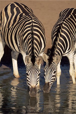 Two Burchell's zebra (Equus burchelli) drinking, Mkhuze Game Reserve, South Africa, Africa Foto de stock - Con derechos protegidos, Código: 841-02717638