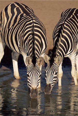 Two Burchell's zebra (Equus burchelli) drinking, Mkhuze Game Reserve, South Africa, Africa Stock Photo - Rights-Managed, Code: 841-02717638