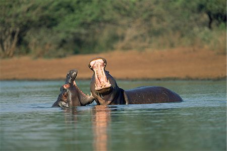 simsearch:841-02717566,k - Les hippopotames communs, Hippopotamus amphibius, deux jeunes hommes sparring, Kruger National Park, Afrique du Sud, Afrique Photographie de stock - Rights-Managed, Code: 841-02717639