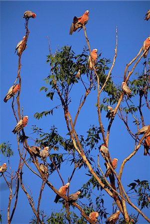 Galahs, Cacatua roseicapilla, Batchelor, Northern Territory, Australia, Pacific Stock Photo - Rights-Managed, Code: 841-02717632