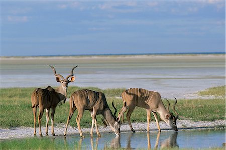 Grand koudou (Tragelaphus strepsiceros) chez les mâles d'eau saisonnier sur Etosha Pan, Namibie, Afrique Photographie de stock - Rights-Managed, Code: 841-02717642