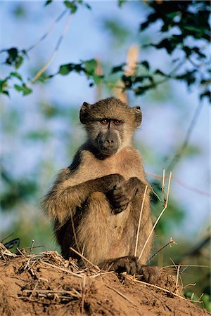 Young Chacma baboon, Papio cynocephalus, Kruger National Park, South Africa, Africa Foto de stock - Con derechos protegidos, Código: 841-02717643