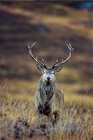 deer animal front view - Red deer cerf (Cervus elaphus) à l'automne, Glen Strathfarrar, Inverness-shire, région de Highland, Ecosse, Royaume-Uni, Europe Photographie de stock - Rights-Managed, Code: 841-02717655