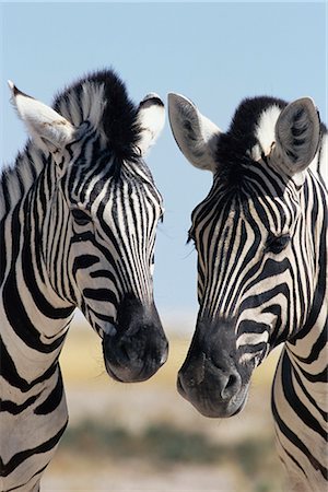 simsearch:841-02717657,k - Zèbre de Burchell deux, Equus burchelli, Parc National d'Etosha, Namibie, Afrique Photographie de stock - Rights-Managed, Code: 841-02717657