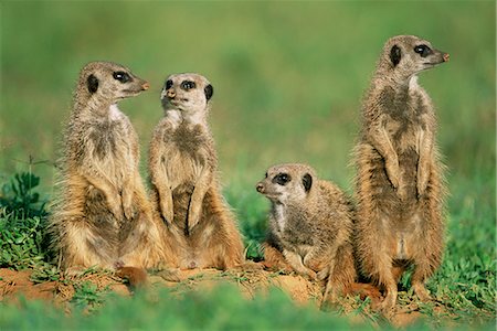 Four meerkats (suricates), Suricata suricatta, Addo National Park, South Africa, Africa Foto de stock - Con derechos protegidos, Código: 841-02717650