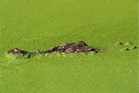 Saltwater crocodile (Crocodylus porosus), Rainforest Habitat sanctuary, Queensland, Australia, Pacific Stock Photo - Rights-Managed, Code: 841-02717651
