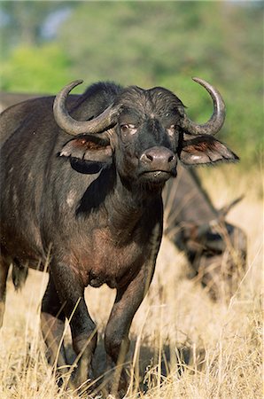 simsearch:841-02717597,k - Buffalo, Syncerus caffer, Kruger National park, South Africa, Africa Fotografie stock - Rights-Managed, Codice: 841-02717668