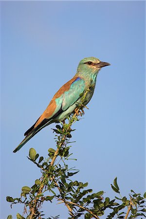 simsearch:841-02717676,k - European roller (Coracias garrulus), Kruger National Park, South Africa, Africa Stock Photo - Rights-Managed, Code: 841-02717674