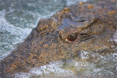 simsearch:841-02717671,k - Gros plan du crocodile du Nil (Crocodylus niloticus), le Parc National Kruger, Afrique du Sud, Afrique Photographie de stock - Rights-Managed, Code: 841-02717671