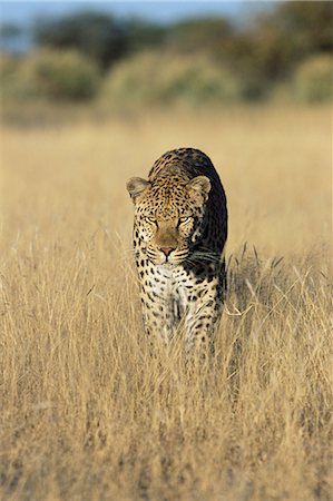 Male leopard, Panthera pardus, in capticity, Namibia, Africa Stock Photo - Rights-Managed, Code: 841-02717672