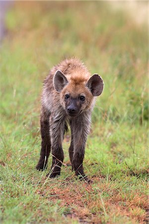 simsearch:841-03505731,k - Young spotted hyena (Crocuta crocuta), Kruger National Park, Mpumalanga, South Africa, Africa Fotografie stock - Rights-Managed, Codice: 841-02717688