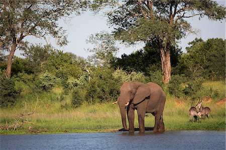 Elephant (Loxodonta africana), with waterbuck (Kobus ellipsiprymnus), at water in Kruger National Park, Mpumalanga, South Africa, Africa Foto de stock - Con derechos protegidos, Código: 841-02717681
