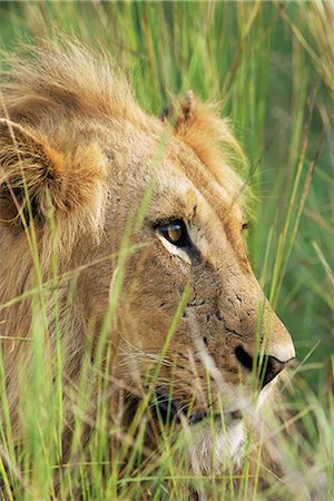 simsearch:841-02711946,k - Male lion, Panthera leo, dans l'herbe, Parc National de Kruger, Afrique du Sud, Afrique Photographie de stock - Rights-Managed, Code: 841-02717692