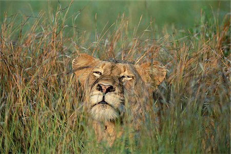 simsearch:841-02717605,k - Lioness, Panthera leo, in the grass, Kruger National Park, South Africa, Africa Foto de stock - Direito Controlado, Número: 841-02717707