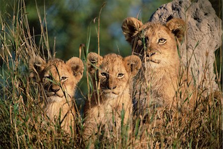 simsearch:841-02717597,k - Lion cubs, Panthera leo, Kruger National Park, South Africa, Africa Fotografie stock - Rights-Managed, Codice: 841-02717708