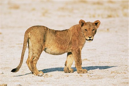 simsearch:841-02711946,k - Sous-adultes lion, Panthera leo, Parc National d'Etosha, Namibie, Afrique Photographie de stock - Rights-Managed, Code: 841-02717703