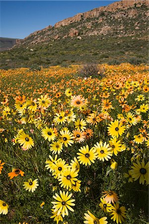 south african wildflowers pictures - Annual spring wildlflower carpets, Biedouw Valley, Western Cape, South Africa, Africa Stock Photo - Rights-Managed, Code: 841-02717715