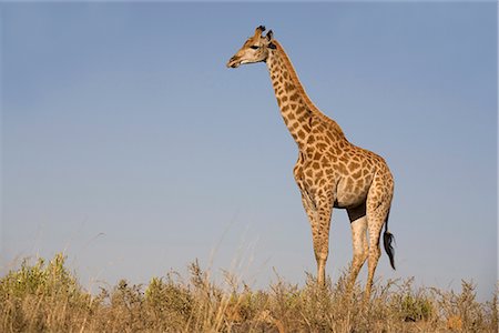 simsearch:841-03505749,k - Giraffe (Giraffa camelopardalis), Ithala (Ntshondwe) Game reserve, KwaZulu Natal, South Africa, Africa Foto de stock - Direito Controlado, Número: 841-02717719