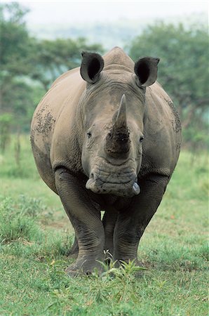 rhinocéros blanc - Rhinocéros blanc (rhino), Ceratotherium simum, réserve naturelle de Mkuze, KwaZulu-Natal, Afrique du Sud, Afrique Photographie de stock - Rights-Managed, Code: 841-02717713