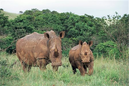 rhinoceros calf - White rhinoceros (rhino), Ceratotherium simum, mother and calf, Itala Game Reserve, South Africa, Africa Stock Photo - Rights-Managed, Code: 841-02717724