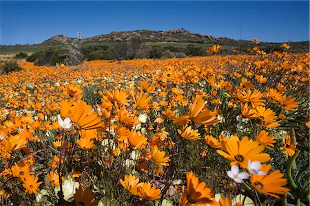 Namaqualand daisies (Dimorphotheca sinuata), Namaqualand National Park, South Africa, Africa Foto de stock - Con derechos protegidos, Código: 841-02717721