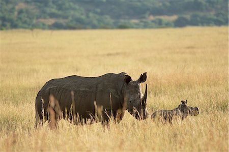 rinoceronte blanco - White rhinoceros (rhino), Ceratotherium simum, mother and calf, Itala Game Reserve, South Africa, Africa Foto de stock - Con derechos protegidos, Código: 841-02717722