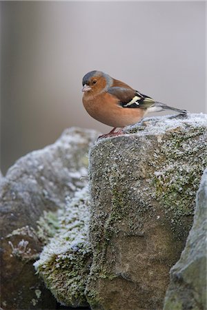 simsearch:841-02717656,k - Male chaffinch (Fringilla coelebs), on stone wall, United Kingdom, Europe Foto de stock - Con derechos protegidos, Código: 841-02717734