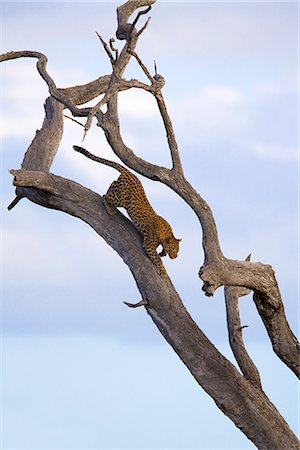 Léopard (Panthera pardus) dans l'arbre mort, Kruger National Park, Mpumalanga, Afrique du Sud, Afrique Photographie de stock - Rights-Managed, Code: 841-02717733