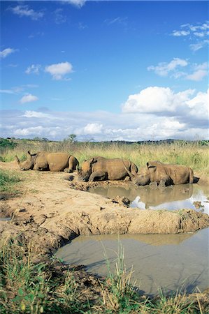 White rhinoceros (rhino), Ceratotherium simum, at rest, Hluhluwe Umfolozi Game Reserve, South Africa, Africa Stock Photo - Rights-Managed, Code: 841-02717744