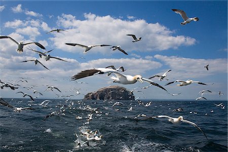 Gannets (Morus bassanus) in flight, following fishing boat off Bass Rock, Firth of Forth, Scotland, United Kingdom, Europe Stock Photo - Rights-Managed, Code: 841-02717740