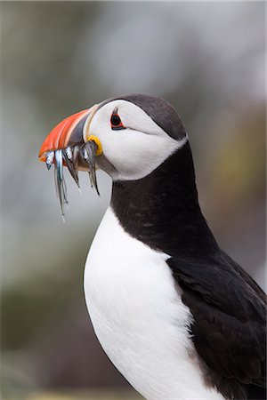 farne islands - Macareux moine (Fratercula arctica) avec lançon, les îles Farne, Northumberland, Angleterre, Royaume-Uni, Europe Photographie de stock - Rights-Managed, Code: 841-02717742