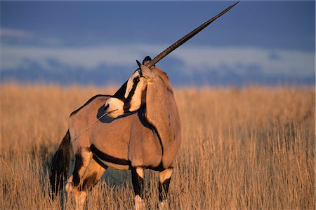 Gemsbok (oryx), Oryx gazella, Kgalagadi Transfrontier Park, South Africa, Africa Stock Photo - Rights-Managed, Code: 841-02717755