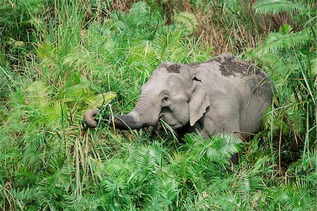WildAsian elephant, Elephas maximus, feeding, Kaziranga National Park, Assam, India, Asia Foto de stock - Con derechos protegidos, Código: 841-02717758