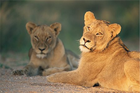 simsearch:841-02711946,k - Lionne, Panthera leo, Kruger National Park, Afrique du Sud, Afrique Photographie de stock - Rights-Managed, Code: 841-02717759