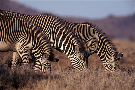 simsearch:841-02703908,k - Zebras grazing, Kenya, East Africa, Africa Foto de stock - Con derechos protegidos, Código: 841-02717893