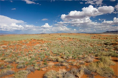 Wolvedans, Namib Rand Nature Reserve, Namibia, Africa Stock Photo - Rights-Managed, Code: 841-02718101