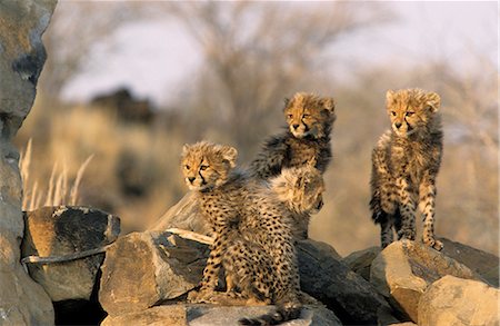 Cheetah, (Acinonyx jubatus), Duesternbrook Private Game Reserve, Windhoek, Namibia Stock Photo - Rights-Managed, Code: 841-02718164