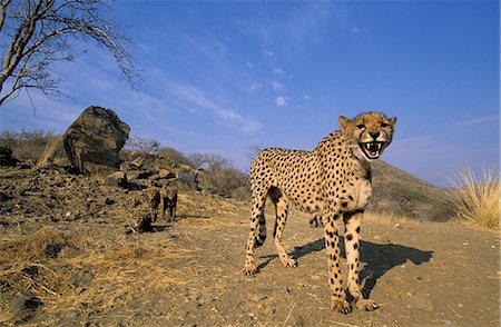 Cheetah, (Acinonyx jubatus), Duesternbrook Private Game Reserve, Windhoek, Namibia Stock Photo - Rights-Managed, Code: 841-02718166