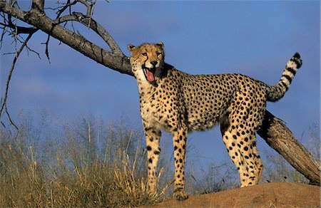 Cheetah, (Acinonyx jubatus), Okonjima Private Game Reserve, Windhoek, Namibia Stock Photo - Rights-Managed, Code: 841-02718163