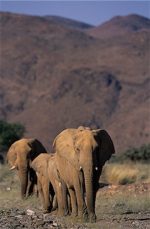 stone elephants - Desert-dwelling Elephant, (Loxodonta africana), Dry River, Hoanib, Kaokoland, Namibia Stock Photo - Rights-Managed, Code: 841-02718178