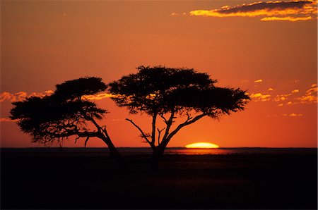 simsearch:841-02918767,k - Coucher de soleil dans le Parc National de Etoscha, Etoscha National Park, Namibie Photographie de stock - Rights-Managed, Code: 841-02718179