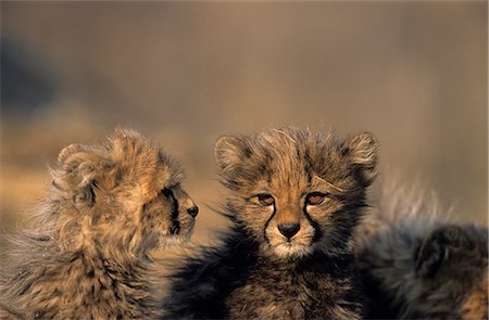 Cheetah, (Acinonyx jubatus), Duesternbrook Private Game Reserve, Windhoek, Namibia Stock Photo - Rights-Managed, Code: 841-02718171