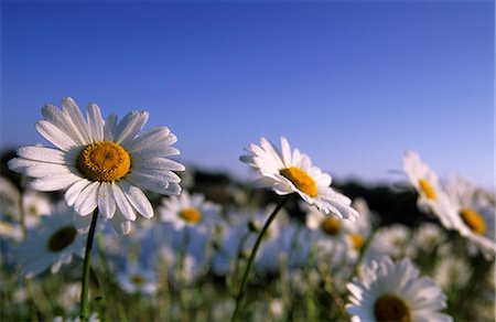 simsearch:841-02718241,k - Marguerite, Asteraceae, Hiller Moor, NRW, Allemagne Photographie de stock - Rights-Managed, Code: 841-02718172