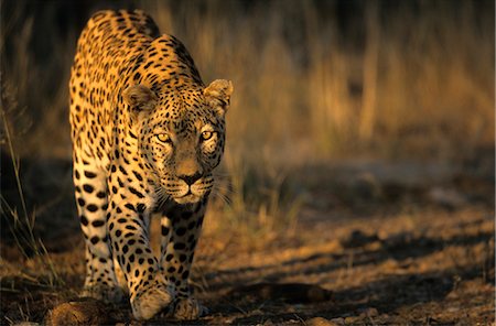 stalking - Leopard, (Panthera pardus), Duesternbrook Private Game Reserve, Windhoek, Namibia Foto de stock - Con derechos protegidos, Código: 841-02718185
