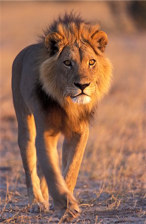 Lion, (Panthera leo), Savuti, Chobe National Park, Botswana Foto de stock - Con derechos protegidos, Código: 841-02718194