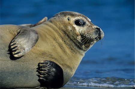 Phoque commun, Phoca vitulina, Helgoland, Schleswig-Holstein, Allemagne Photographie de stock - Rights-Managed, Code: 841-02718205