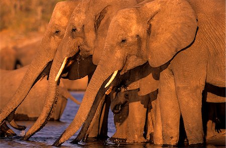 African Elephant, (Loxodonta africana), Chobe River, Chobe National Park, Botswana Foto de stock - Con derechos protegidos, Código: 841-02718218