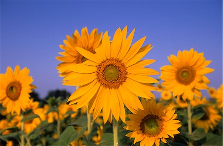 simsearch:841-02718241,k - Sunflower, (Helianthus spec), Bielefeld, NRW, Germany Foto de stock - Con derechos protegidos, Código: 841-02718211