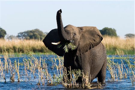parc national chobe - L'éléphant d'Afrique, (Loxodonta africana), rivière Chobe, N.P. Chobe, Botswana Photographie de stock - Rights-Managed, Code: 841-02718235