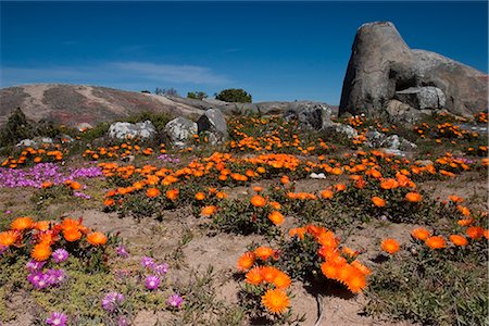 scenery with daisies - Daisy, (Asteraceae), parc national de West Coast, Langebaan, Afrique du Sud Photographie de stock - Rights-Managed, Code: 841-02718238